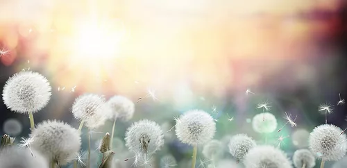 Spring seasonal allergies