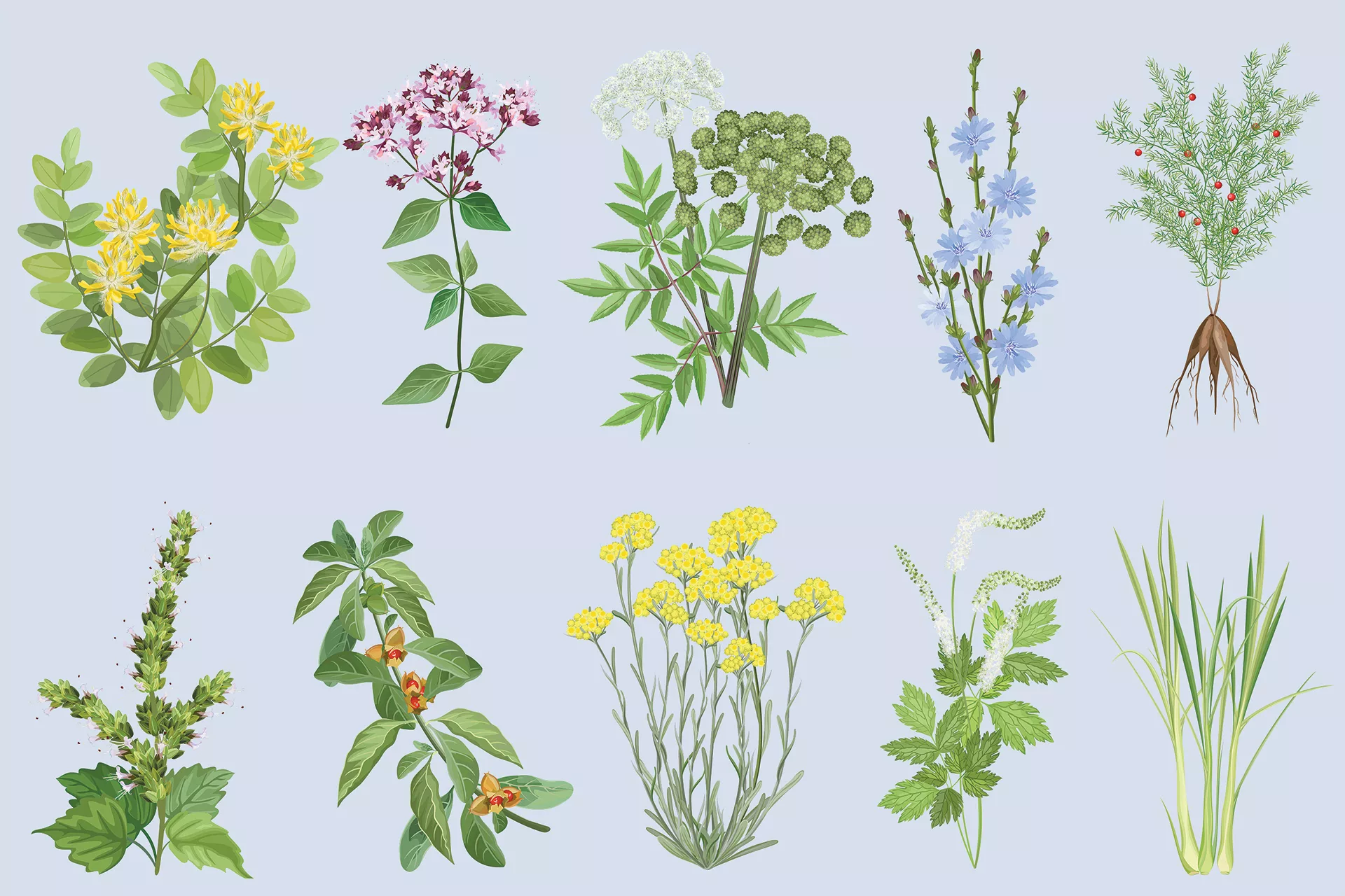 Botanicals