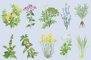 Botanicals.jpg