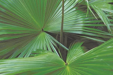 saw palmetto