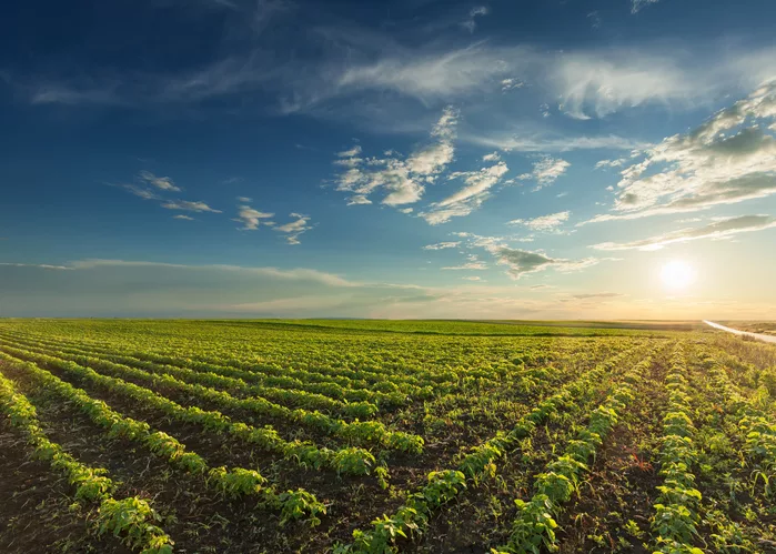 Organic farm