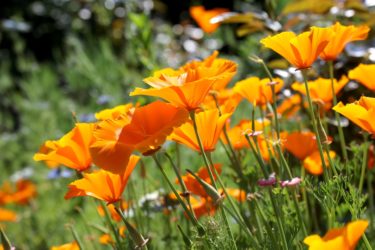 Backlit orange California poppy.
