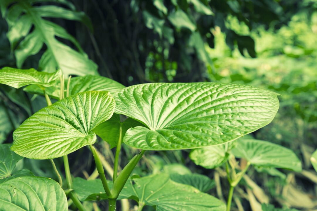 Kava Piper methysticum plant leaves used to make Kava drink.