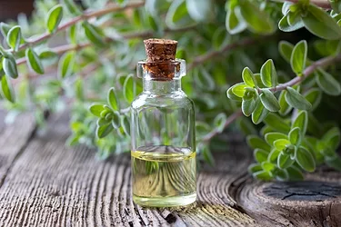 Marjoram-Fresh-Oils-GettyImages-1145485820.jpg