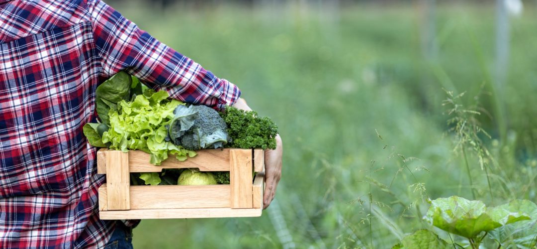Farmer is carrying the wooden tray full of freshly pick organics vegetables at the garden for harvest season and healthy diet food concept