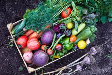 Mix of ripe fresh organic vegetable in the wooden box on the soil