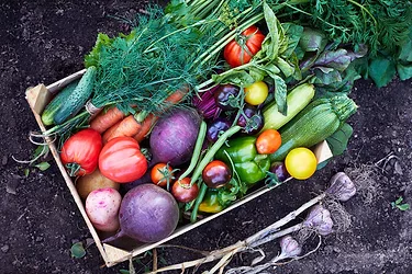 Mix of ripe fresh organic vegetable in the wooden box on the soil
