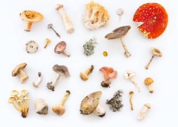 Mushrooms, fungi, fruiting body