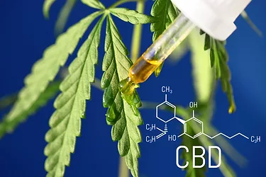 Drops of CBD hemp in dropper close-up on blue background