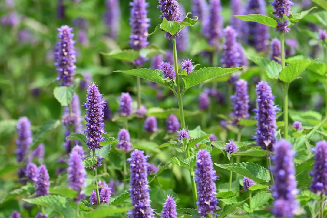 Hyssop (Hyssopus officinalis) is an evergreen herb from the mint family