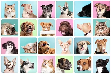 Pets_GettyImages-1465456750.jpg