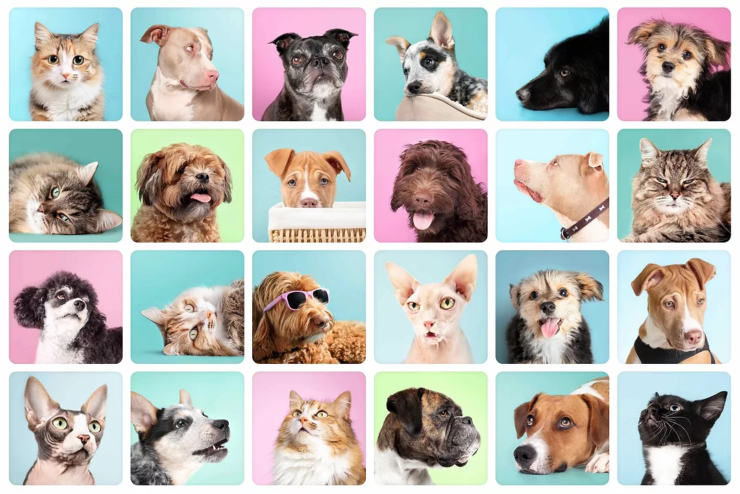 Pets_GettyImages-1465456750.jpg