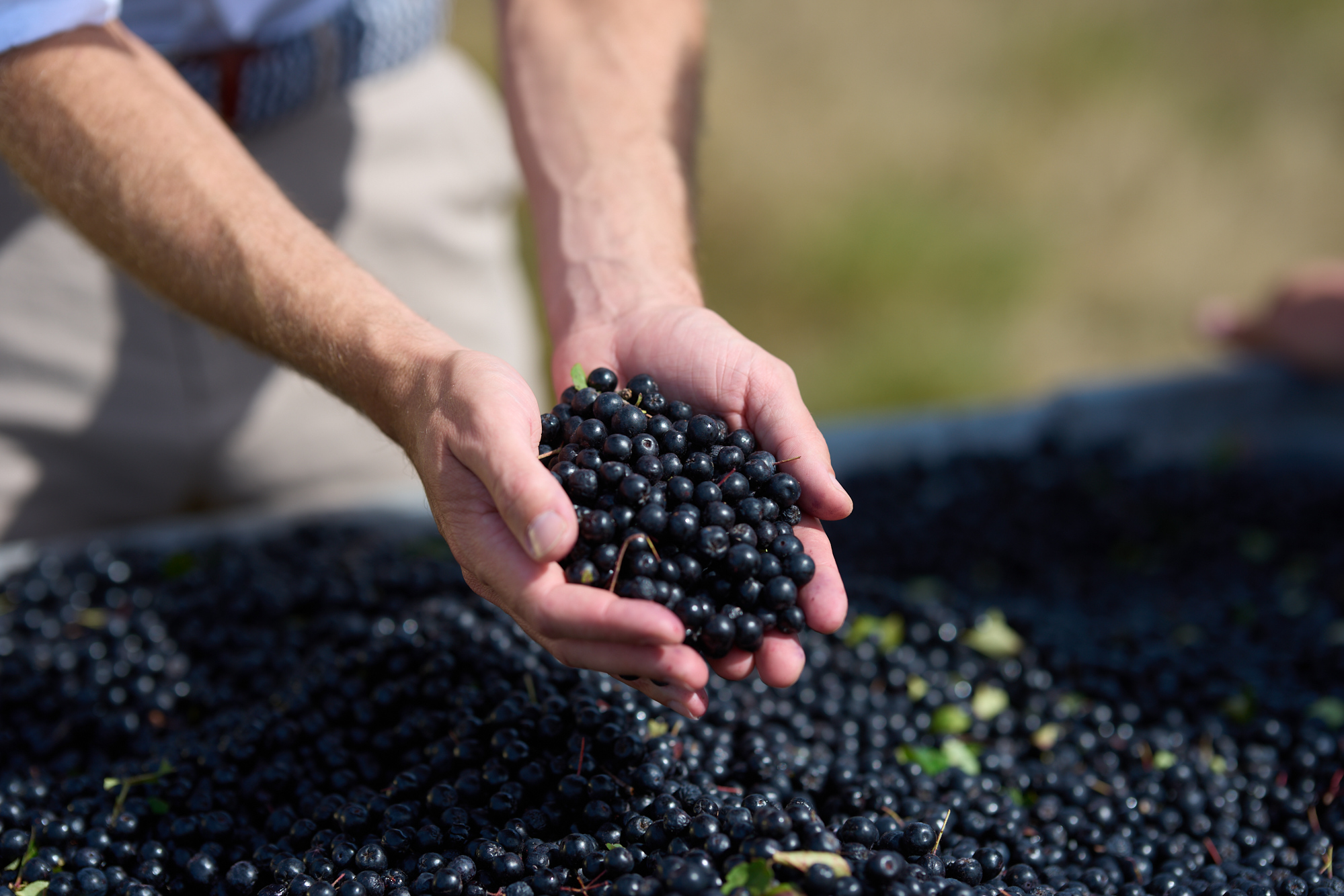Greenvit Mighty Aronia Super Berry Arrives to SupplySideGlobal - image credit Greenvit 2025.jpg