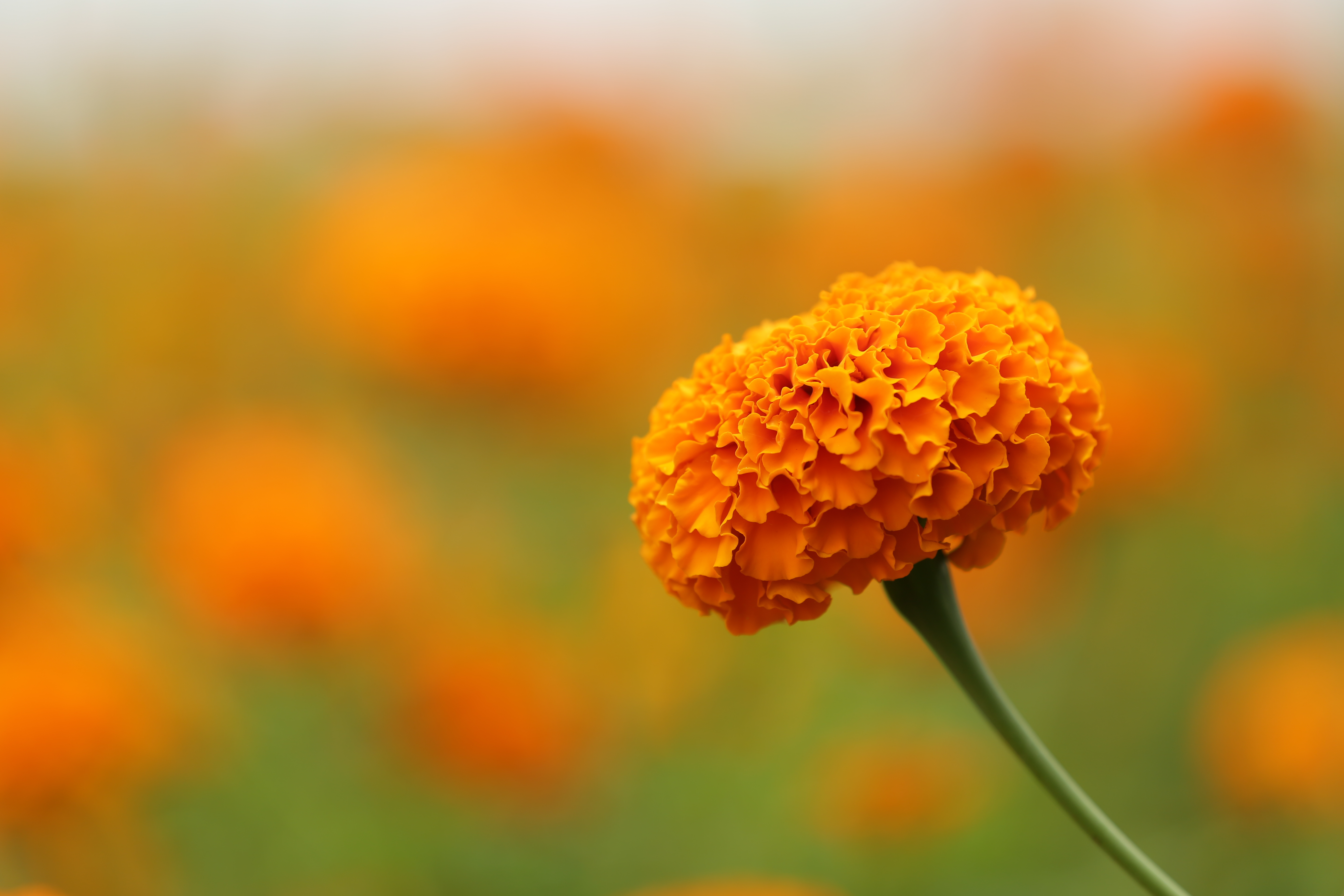 Bgn_Marigold Farms_Flower.JPG
