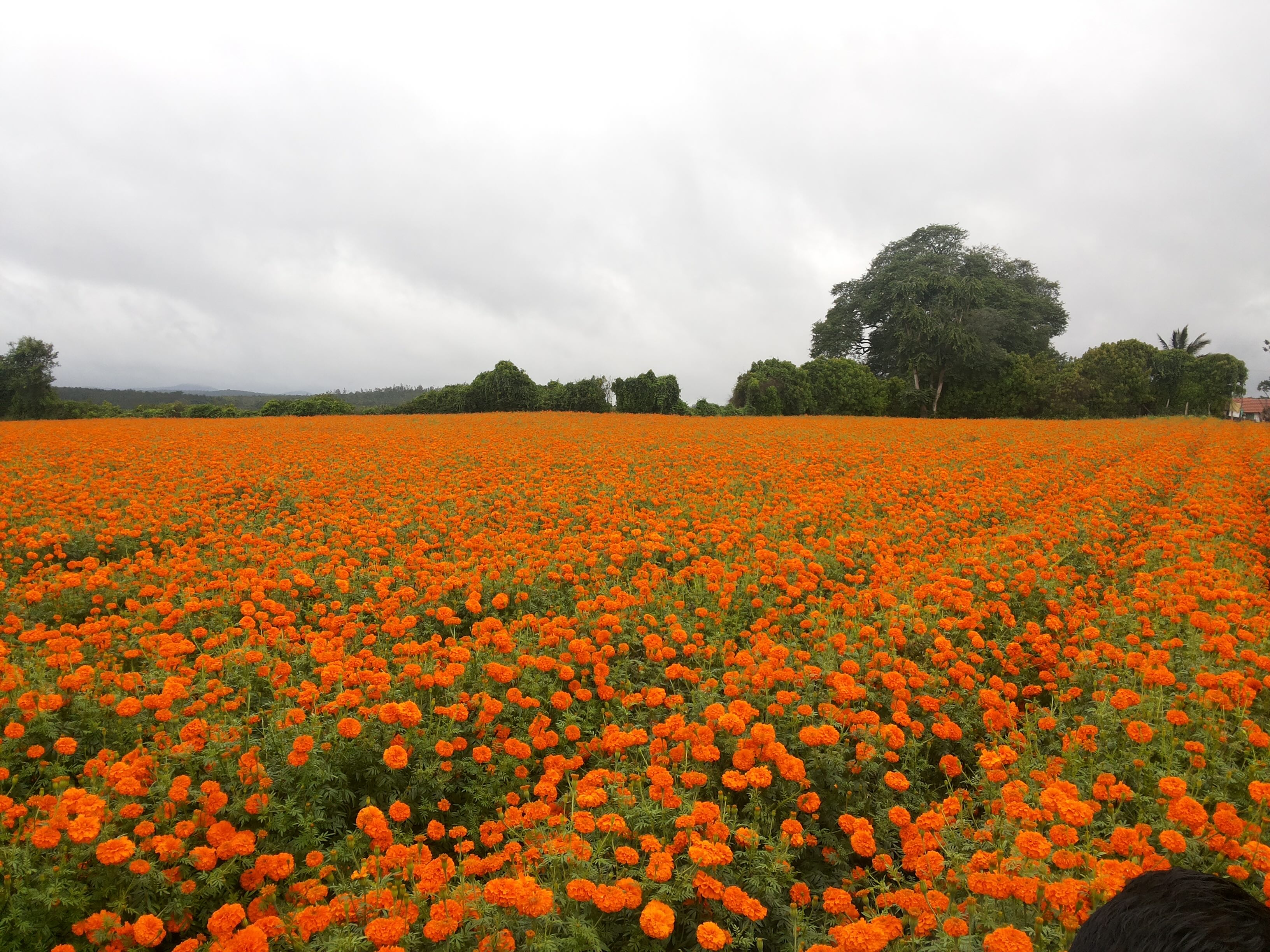 Bgn_Marigold Fields.jpeg