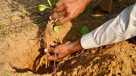 Farmer displaying freshly harvested ashwagandha (Withania somnifera) roots and leaves.
