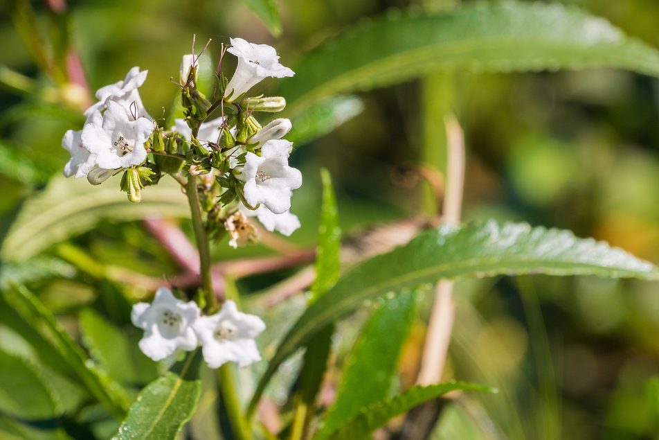Caffeine-free energizer from Santa Herba as science-backed sports nutrition ingredient
