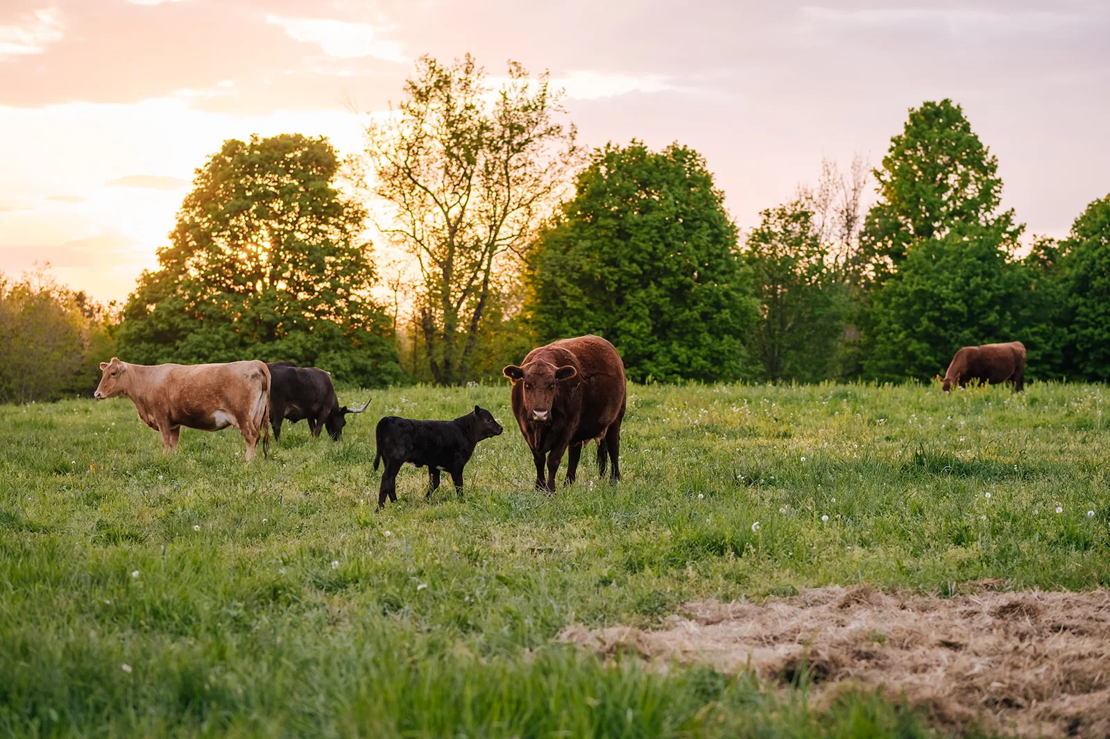 Cows grazing in field