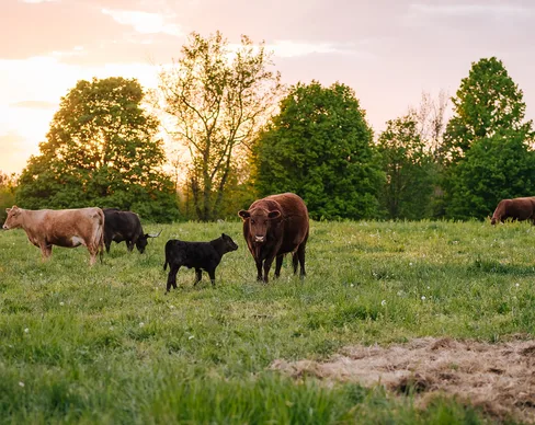 Farm-cows.jpg Cows grazing in field