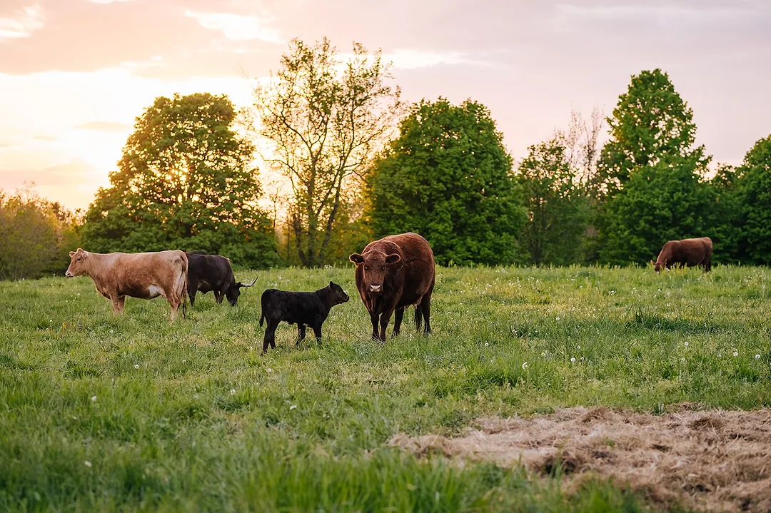 Cows grazing in field