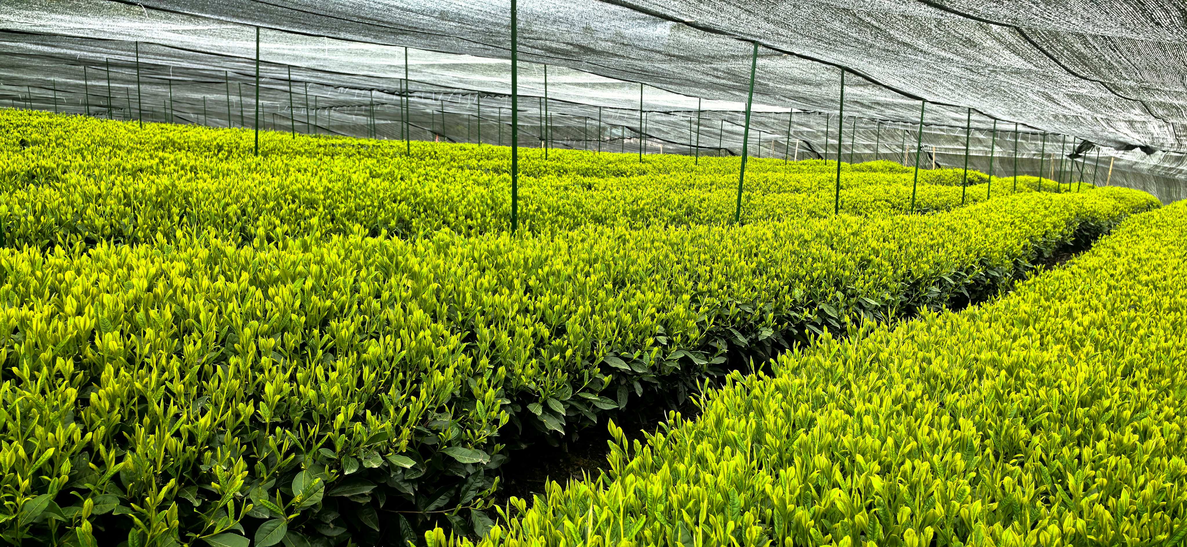 Matcha Tea garden photo.jpg