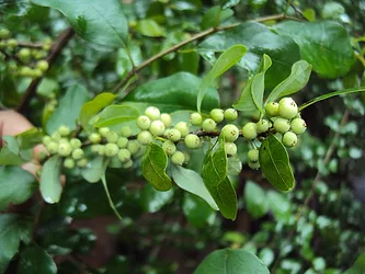 1200px-Commiphora_wightii_06.jpg